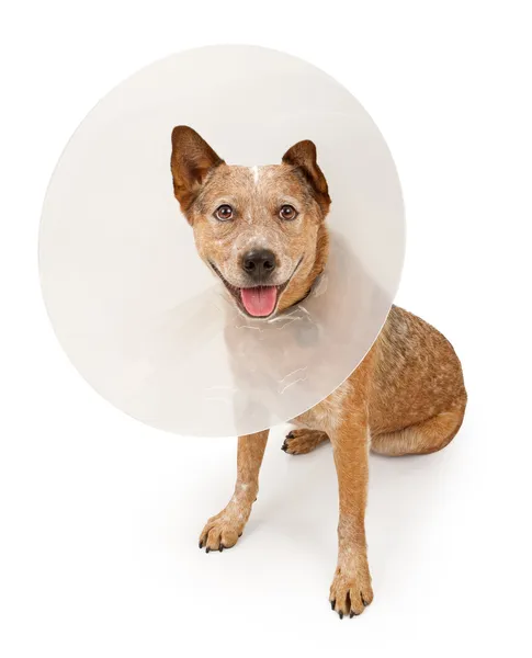Queensland Heeler perro usando un cono —  Fotos de Stock