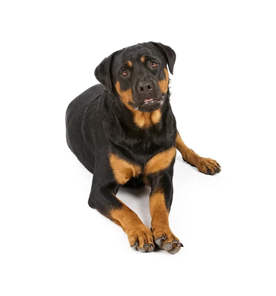 Rottweiler perro acostado —  Fotos de Stock