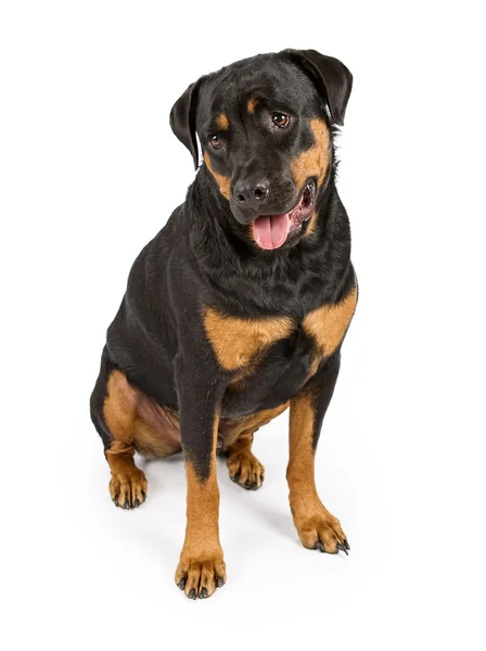Rottweiler कुत्रा खाली शोधत आहे — स्टॉक फोटो, इमेज