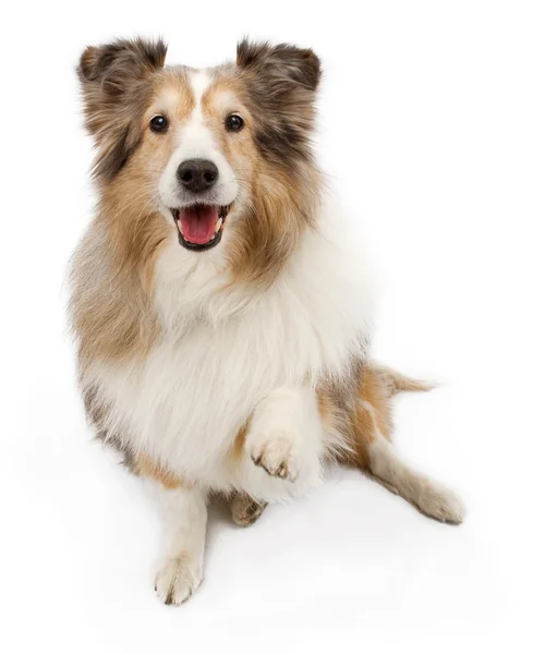 Sheltie perro con pata fuera aislado en blanco —  Fotos de Stock