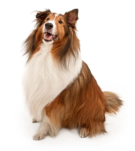 Shetland sheepdog geïsoleerd op wit — Stockfoto