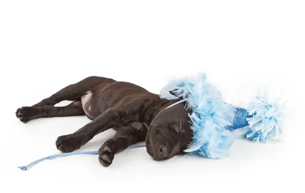 Slapende puppy in een feest hoed — Stockfoto