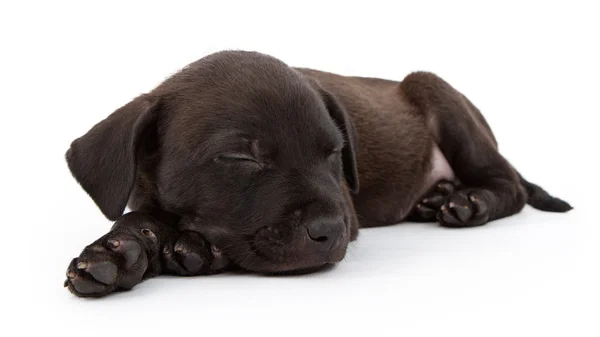 Negro labrador mezcla cachorro durmiendo — Foto de Stock