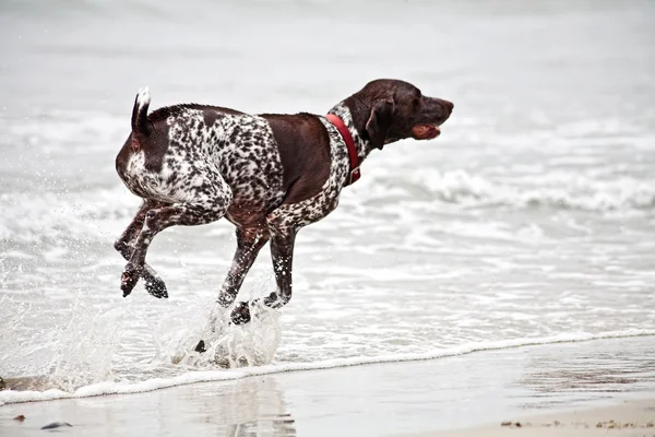 Hund som leker i havet — Stockfoto
