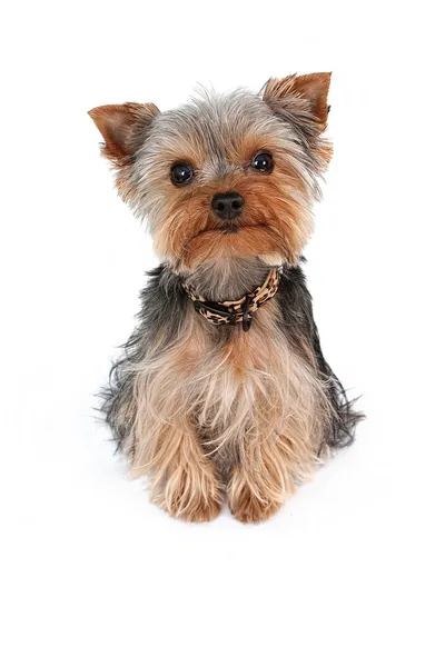 Teacup Yorkshire Terrier — Stock Photo, Image