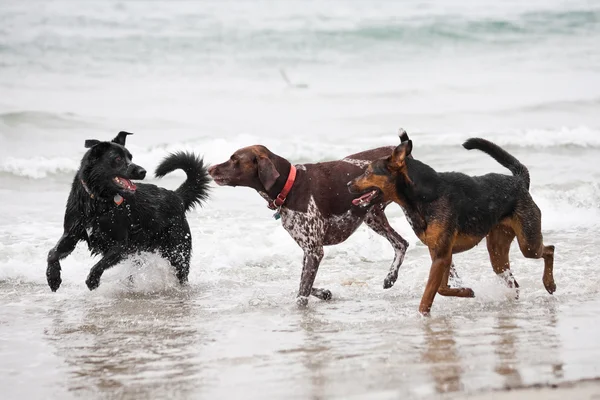 Три собаки, играющие в океане — стоковое фото