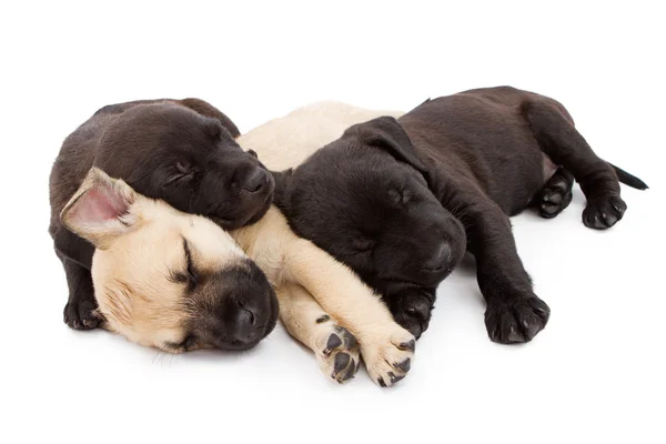 Три щенка дремлют вместе — стоковое фото