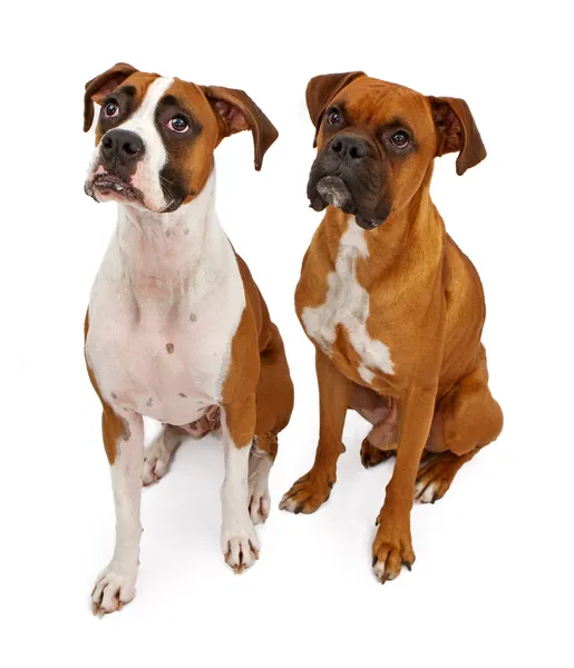 Dos perros boxeadores aislados en blanco — Foto de Stock