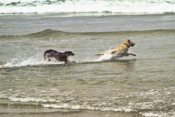 Två hundar kör i ocean vatten — Stockfoto