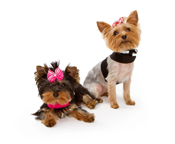 Dva mladí yorkshire terrier psů oblečená — Stock fotografie