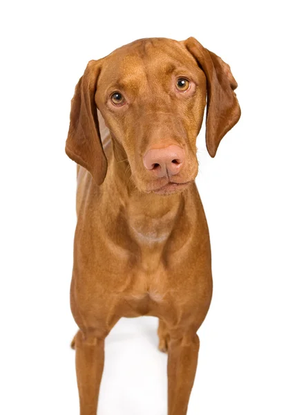 Close-up de cão Vizsla — Fotografia de Stock