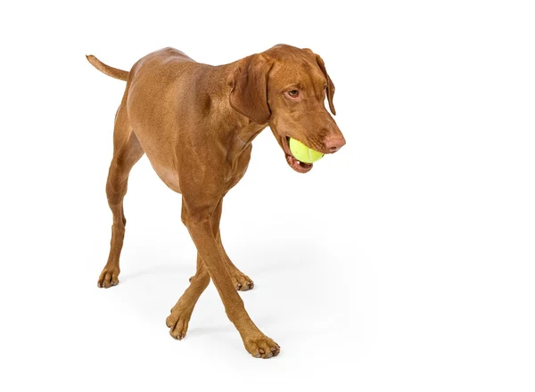 Vizsla cane con palla da tennis — Foto Stock