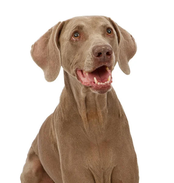 Wyżeł weimarski pies zbliżenie — Zdjęcie stockowe