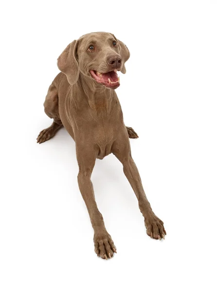 Weimaraner perro acostado — Foto de Stock