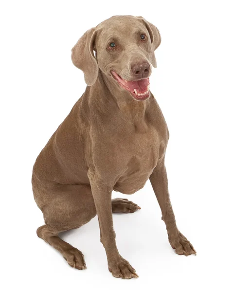 Веймаранерский пес — стоковое фото