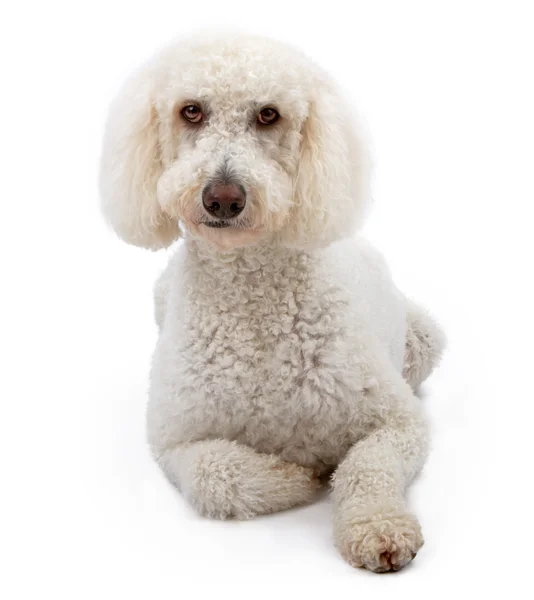 Pies biały zbiory złoty — Zdjęcie stockowe