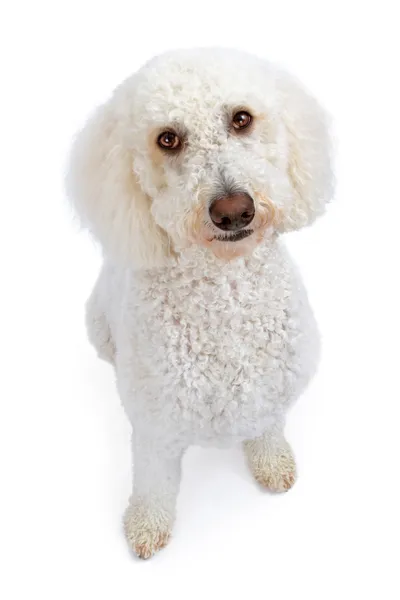 Λευκό χρυσό doodle σκυλί κοιτώντας ψηλά — Φωτογραφία Αρχείου