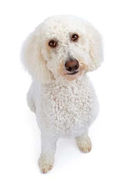 stock image White Golden Doodle Dog Looking Up