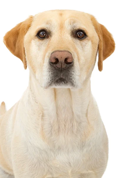 Yellow Labrador Retriever Dog Closeup — Stock Photo, Image