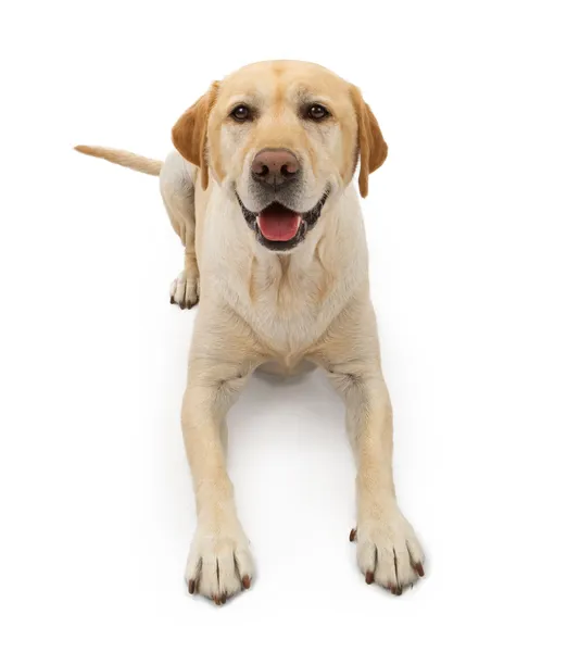 Labrador retriever hond met blij gezicht — Stockfoto