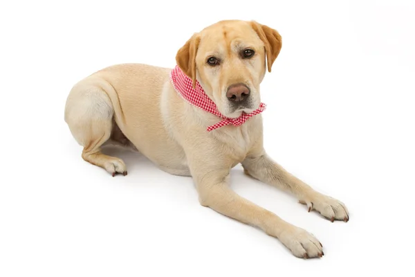 Gelber Labrador Retriever Hund legt sich hin — Stockfoto