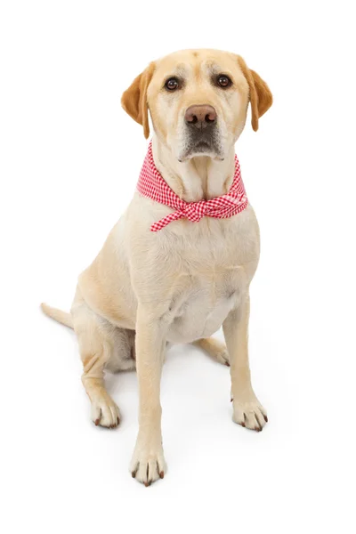 Cane Labrador Retriever giallo con bandana — Foto Stock