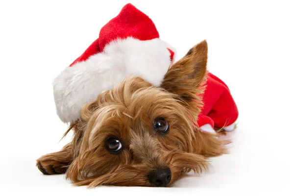 Jorkšírský teriér pes nosí klobouk santa — Stock fotografie
