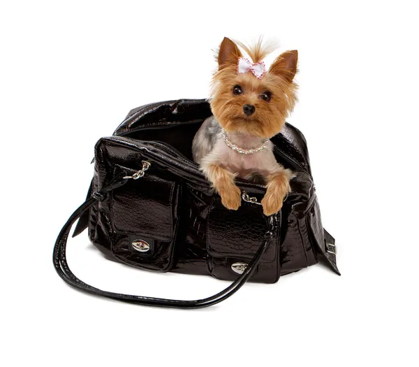 Yorkshore Terrier em um saco de viagem preto — Fotografia de Stock