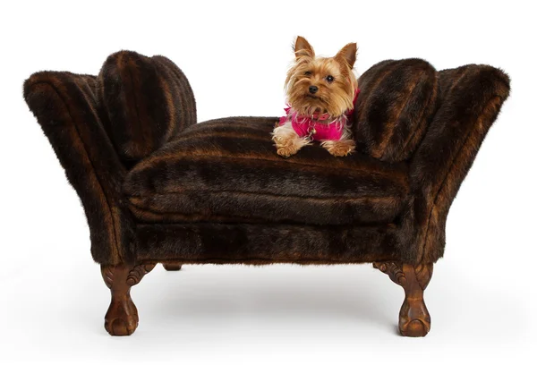 Jorkšírský teriér pes na luxusní kožešinové lůžko — Stock fotografie