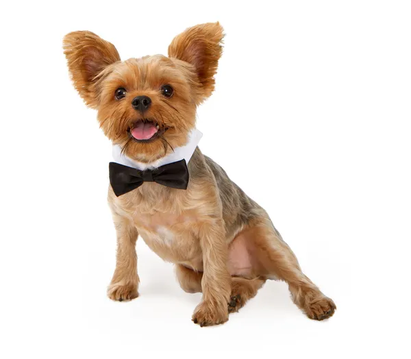 Un cucciolo di Yorkshire Terrier con cravatta ad arco — Foto Stock