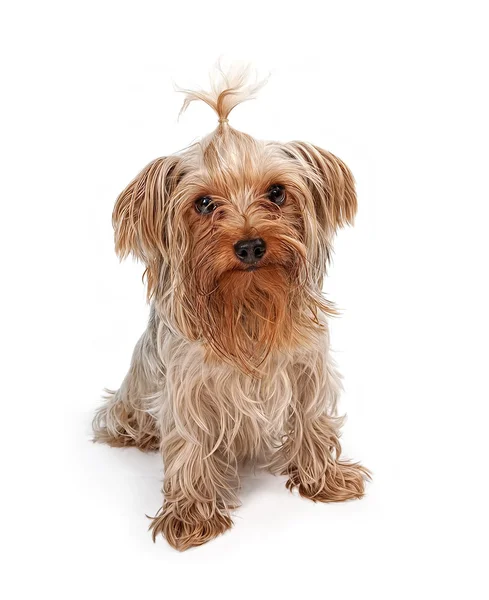 Yorkshire Terrier with Pigtail — Stock Photo, Image