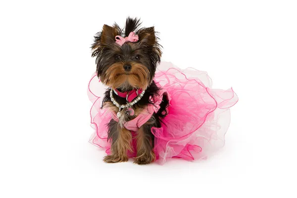 Γιορκσιαρ Τεριερ σκύλος φοράει ροζ tutu — Φωτογραφία Αρχείου