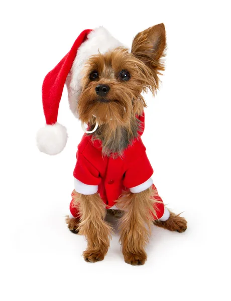 约克夏狗身穿圣诞老人的衣服 — 图库照片