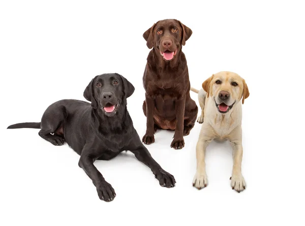 Különböző színű Labrador Retriever kutyák Stock Kép
