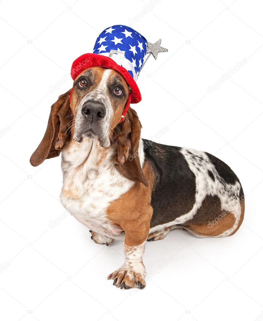 Basset Hound Dog Wearing Independence Day Hat