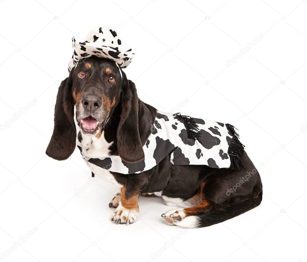 Basset Hound Dog Wearing a Black and White Cowboy Outfit