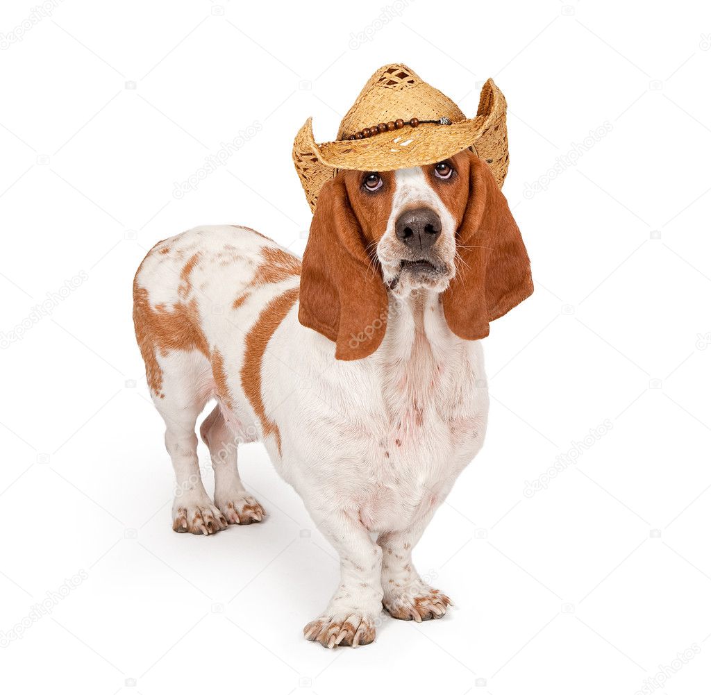 Basset Hound Wearing A Cowboy Hat 