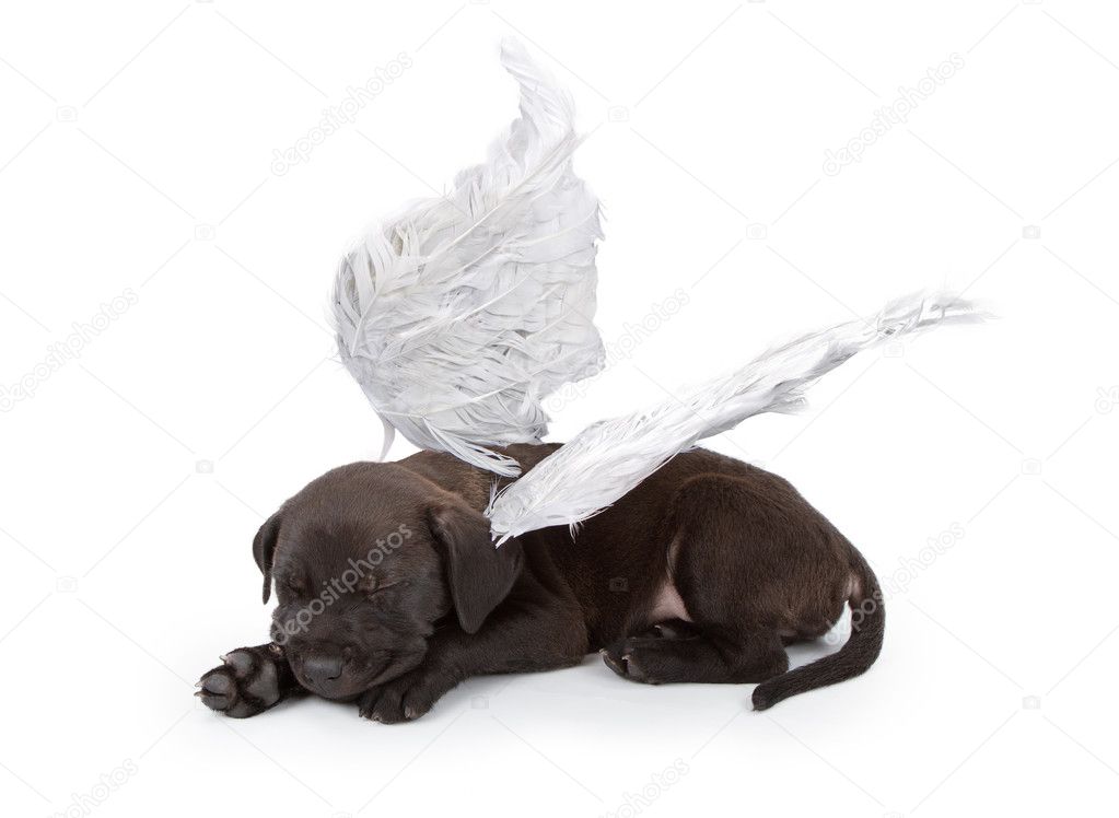 Black Labrador Mix Puppy Wearing Angel Wings