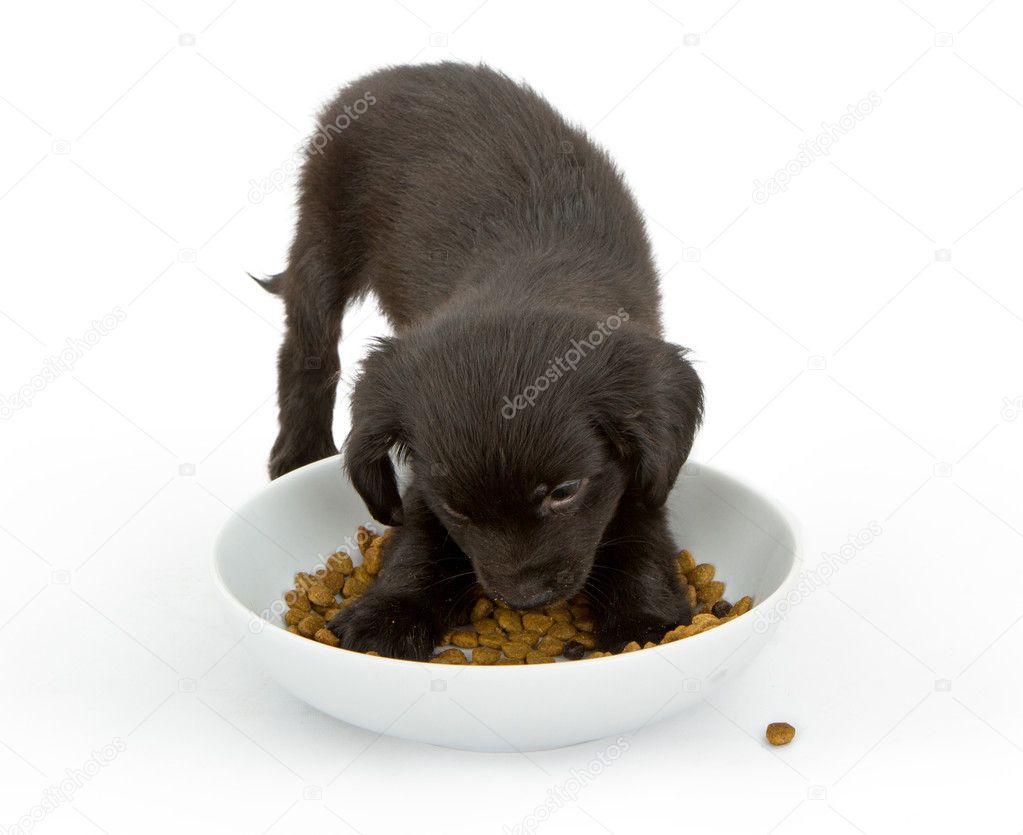 Young black puppy eating a bowl of food