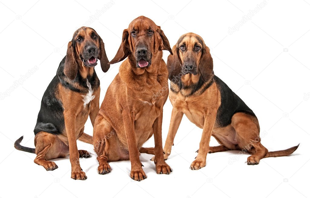 Three Bloodhound Dogs Isolated on White