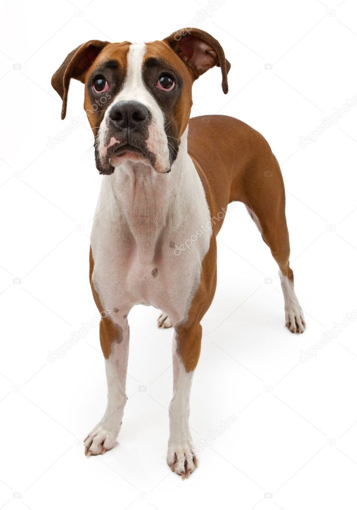 Boxer Dog With Sad Face