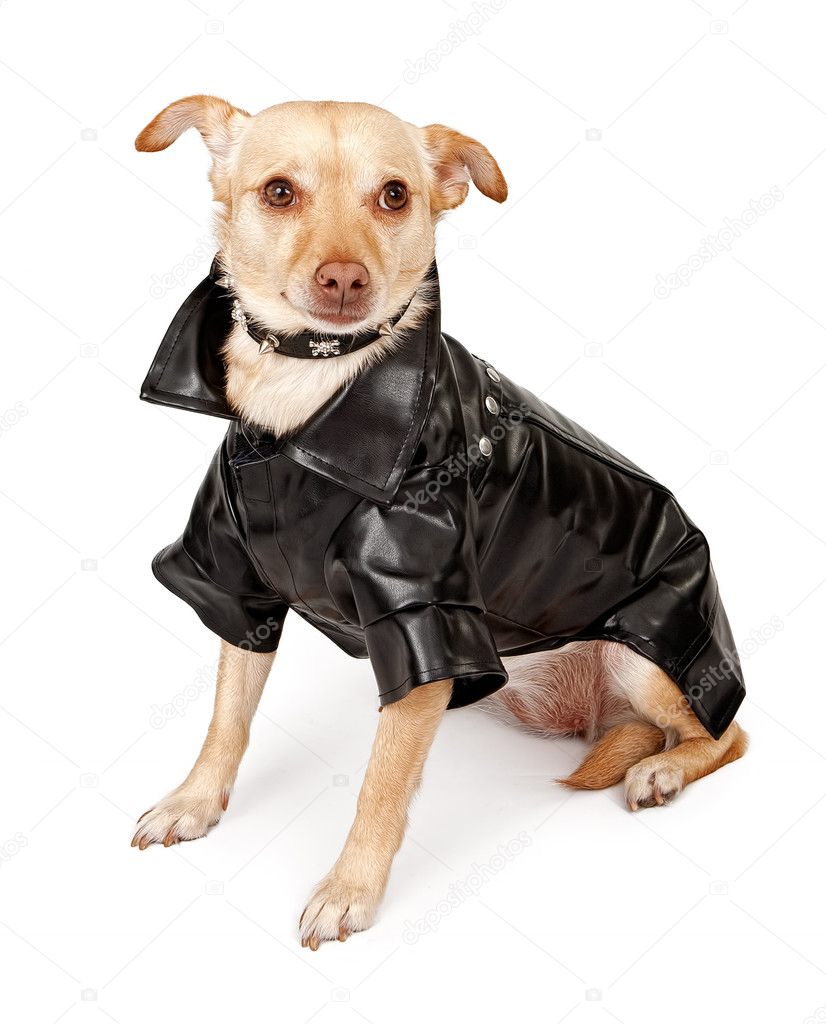 Chihuahua Mix Dog Wearing Black Leather Jacket