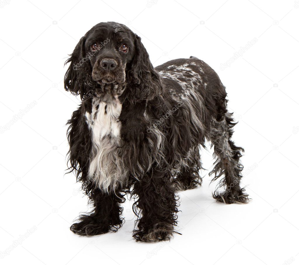 Black Cocker Spaniel Dog Stock Photo By C Adogslifephoto 10969394