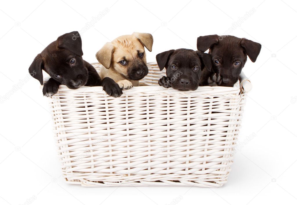 Four puppies in a basket