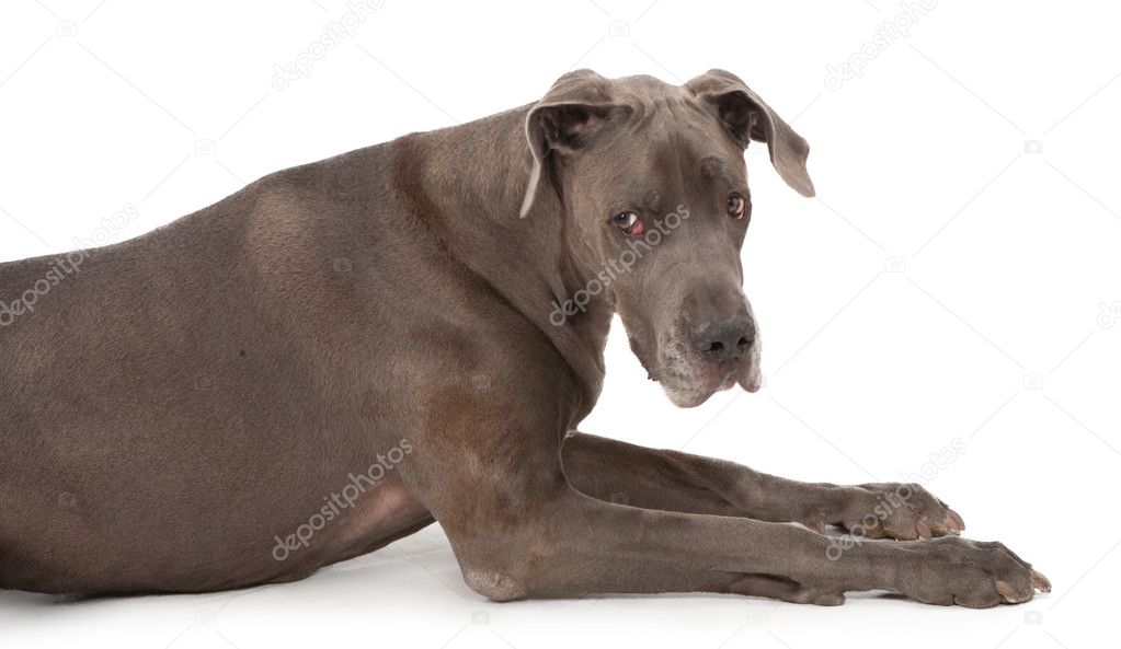 Great Dane Dog with Sad Face