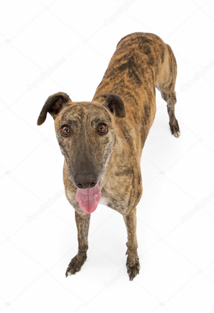 Greyhound Dog Standing Up