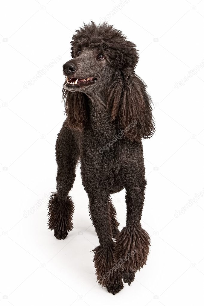Happy Black Standard Poodle Dog
