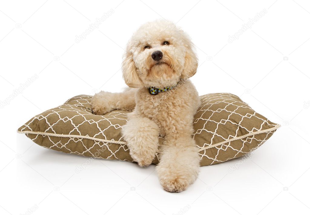 Golden Color Labradoodle Dog with Clipping Path