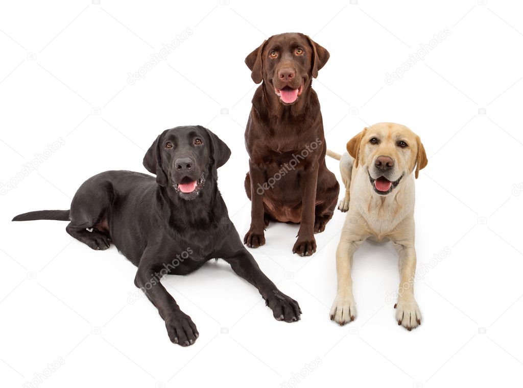 Different Color Labrador Retriever Dogs