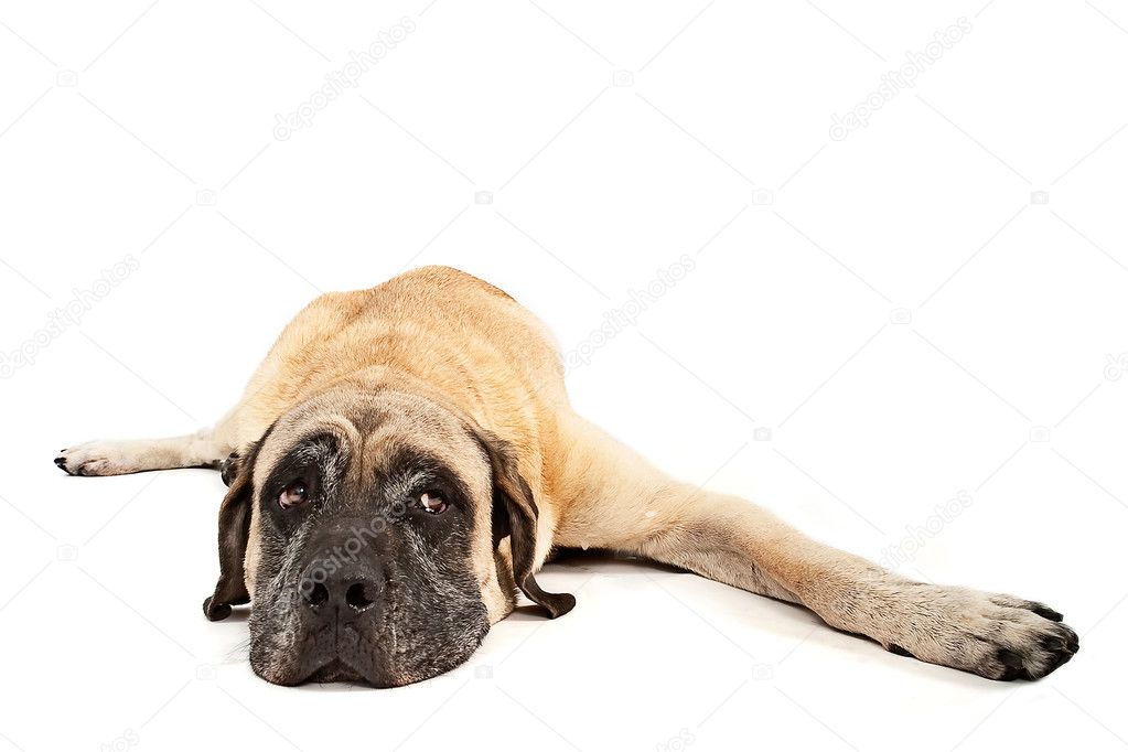 Mastiff Dog Laying Down Isolated on White